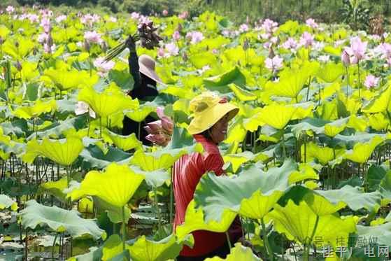 “荷”力助农！社步镇500亩荷塘开出“致富花”